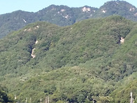 올 첫 능이버섯을 따 왔습..