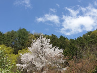 미동산수목원 꽃