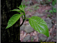 헛개나무나무 잔가지 문의..