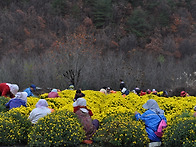 2011국화수확