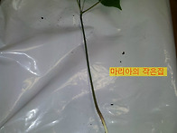 산삼을 캤어요^^