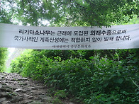 그렇게 울창하던 소나무가..