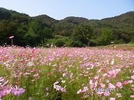 심동리 코스모스 절정을 ..