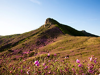 2017년 황매산철쭉