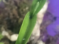 산채품