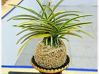 김명호님 출품작(2)