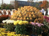 국화축제로의 여행을 해봅..