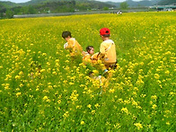 유채꽃과 우리들은..