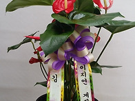 ★ 관엽 안스리움..