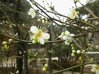 봄을 알리는 매화