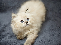너무나도 귀엽고 이쁜 냥이..