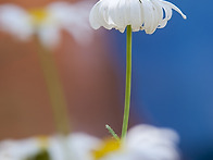 서운암 염색축제