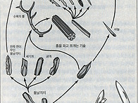 크로마뇽인의 복합..