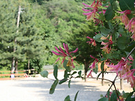 봄에 핀 꽃 처럼 추억만들..