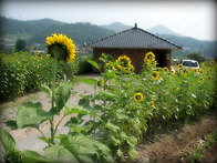 복지관입구--해바리기꽃길..