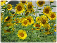 해바라기꽃밭