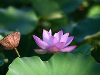 연잎 판매합니다