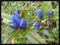 괴남풀(칼잎용담)