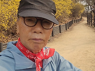 20260328 봉산의 개나리 ..