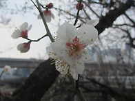 서울 매화거리