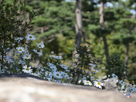 산청동의보감