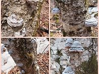 민초산행