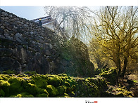 산수유마을260319