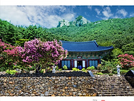 개암사배롱꽃260807