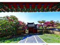 효충사배롱꽃260807