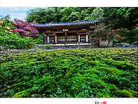 고택의 배롱나무꽃26080..