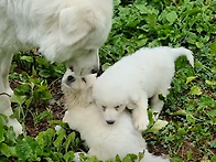 7주 된 피레니즈 강쥐들 ..