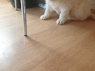 꼬물이 분양해요