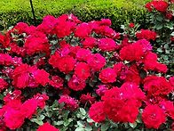 곡성 장미축제