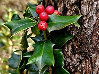 곶자왈 숲에서 성산포까지
