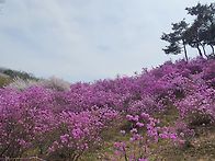 부천 원미산 진달래