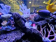 Under the Sea