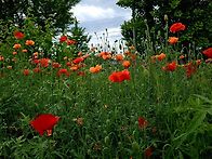 Beautiful flowers
