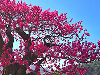 광한루의 춘향이와 매화...