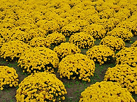 경주 첨성대 정원