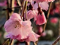 각원사 벚꽃(천안)