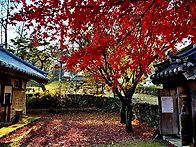 만추(滿秋) 풍경