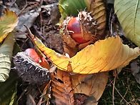 秋.秋.秋 가을이다.