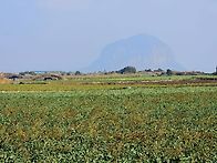 알뜨르 비행장에서 곶자왈..