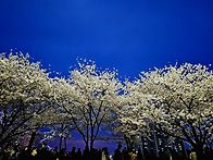 꽃을 피우니 사람들이 넘쳐..