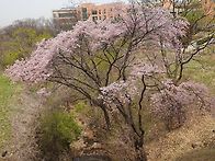 산벚꽃