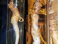 천마.개복숭아.더덕.동백겨..