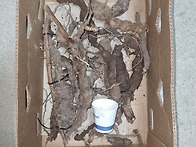 대물 백하수오~~^^