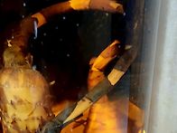 약조주 천마주외