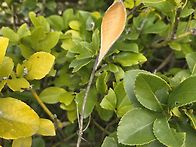 초딩 팔뚝 백하수오