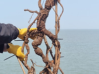 대물 백하수오~~^^